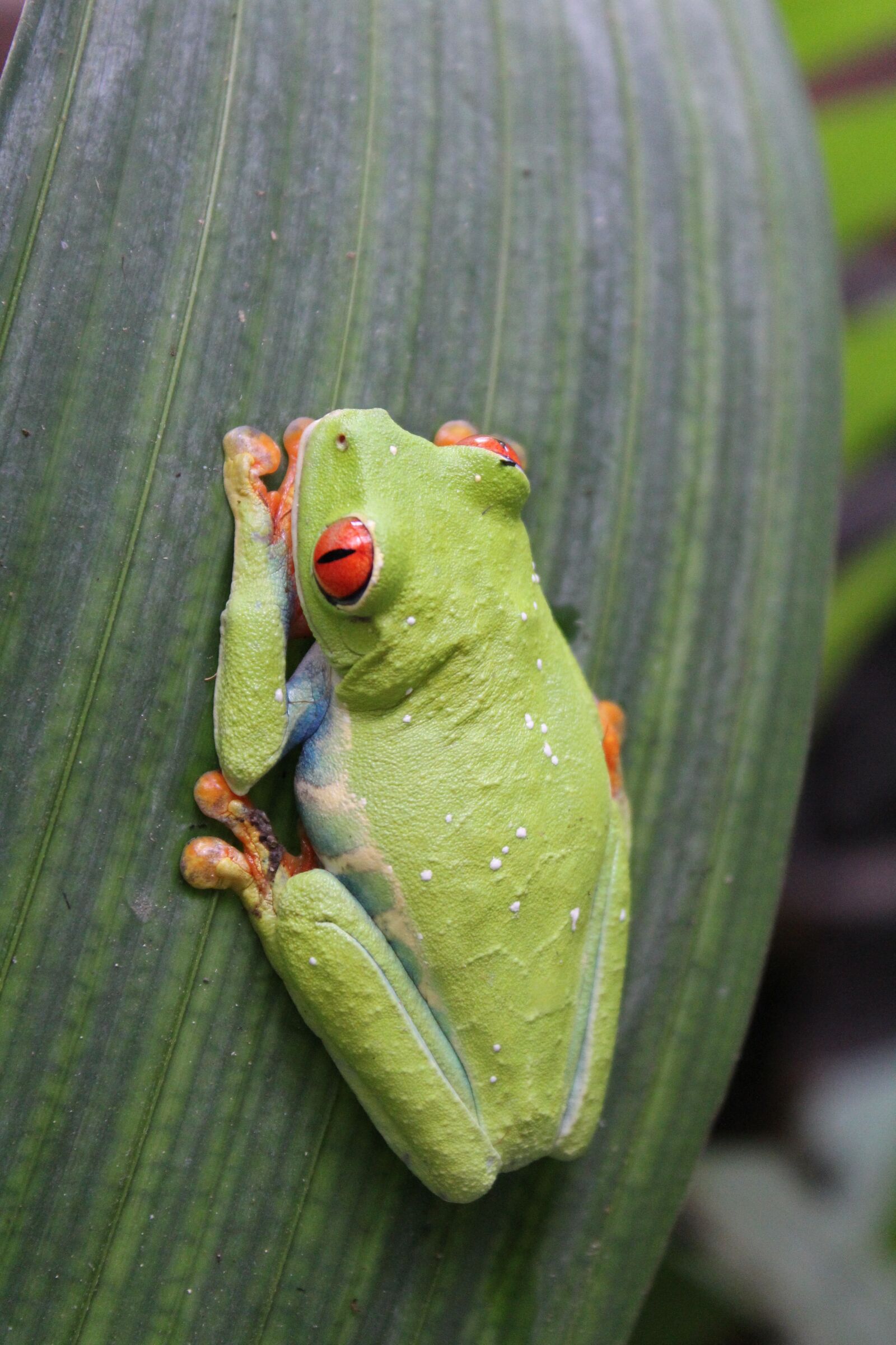 Canon EOS 1300D (EOS Rebel T6 / EOS Kiss X80) sample photo. Frog, nature, amphibian photography