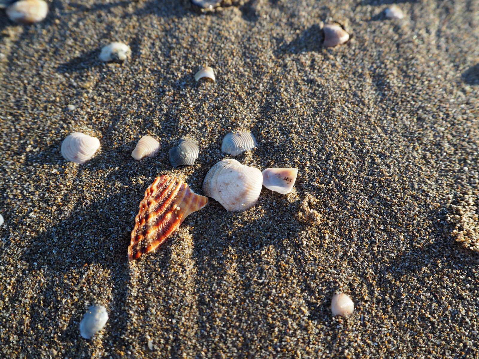 Olympus OM-D E-M10 sample photo. Mussels, sea, beach photography