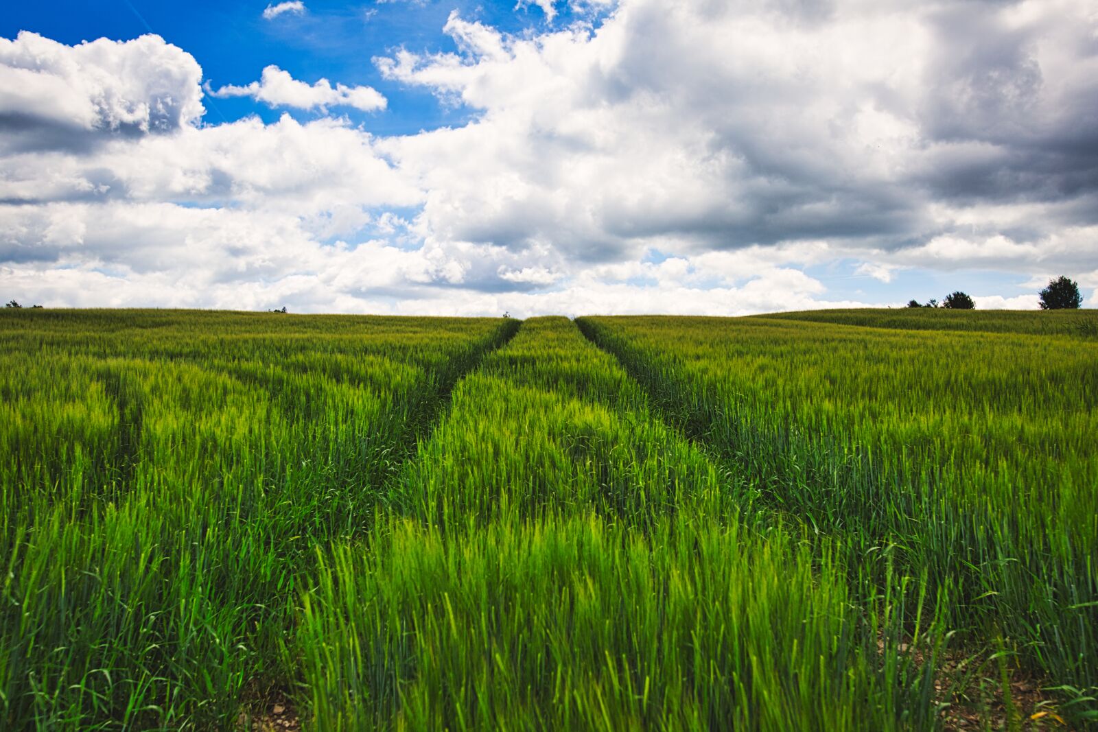 Tamron SP 15-30mm F2.8 Di VC USD sample photo. Landscape, field, cereals photography