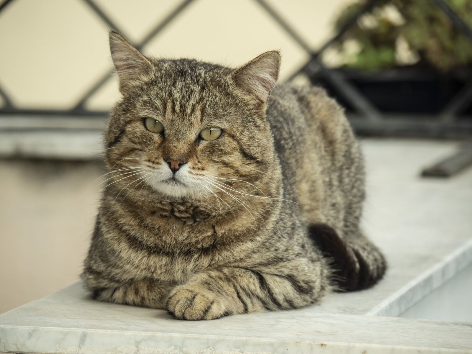 Olympus OM-D E-M5 II sample photo. Cat, animal, nature photography