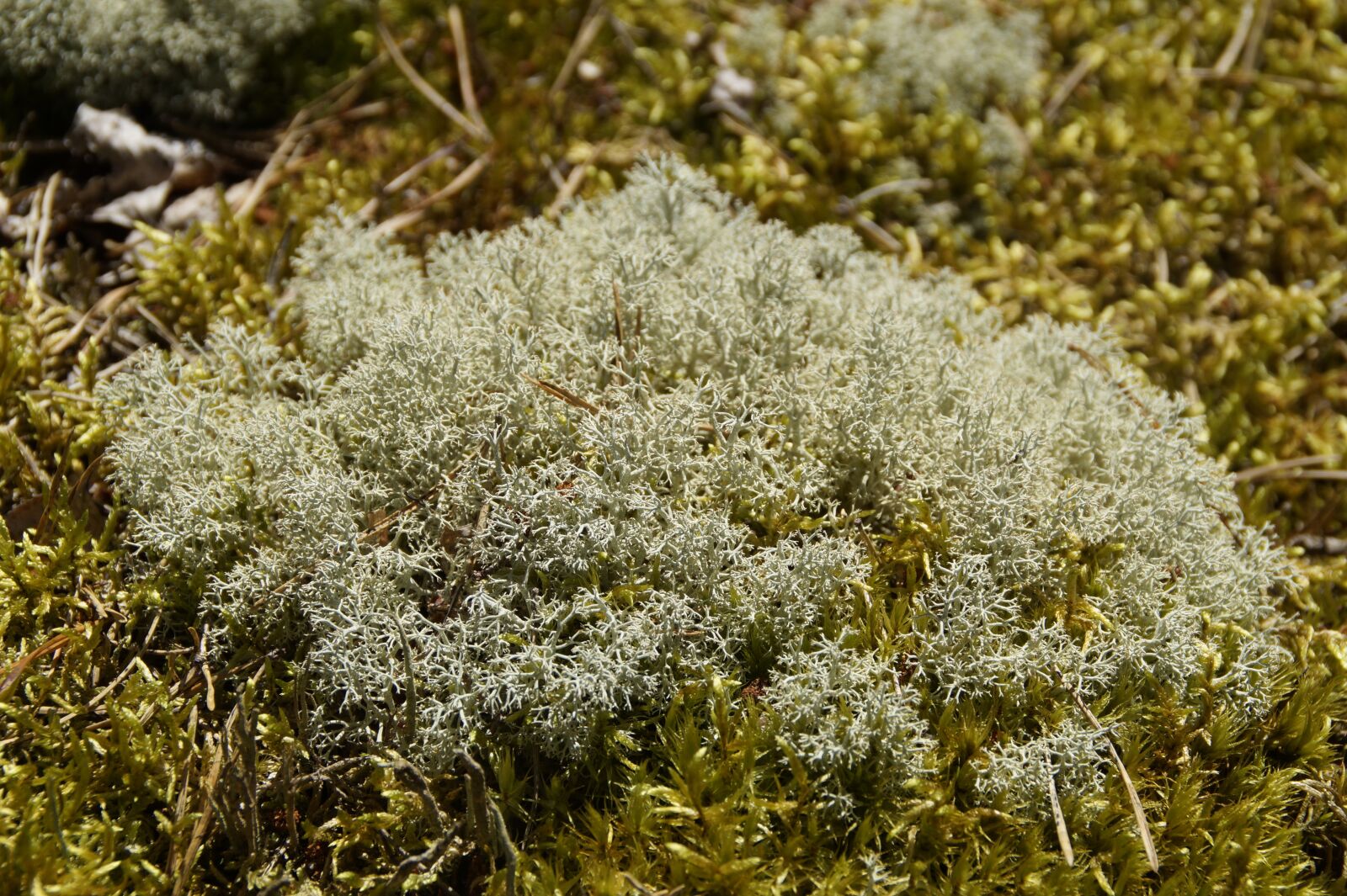 Sony SLT-A58 sample photo. Lichen, moss, fouling photography