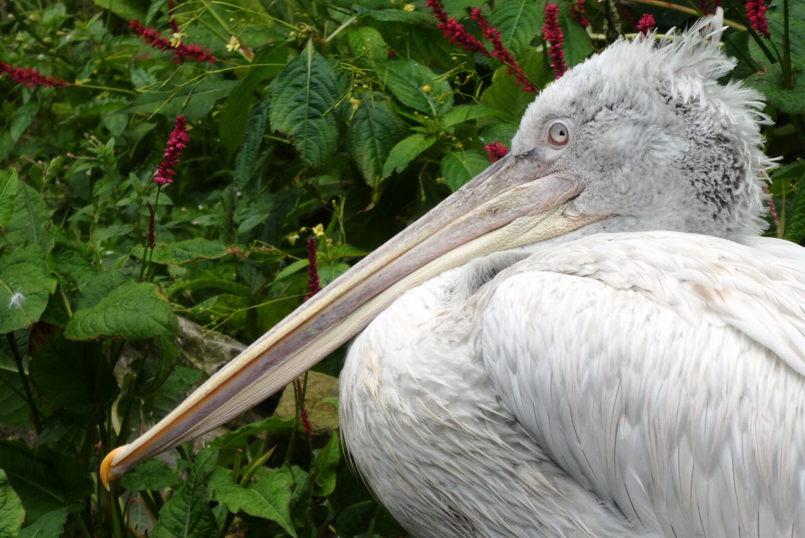 Panasonic Lumix DC-ZS70 (Lumix DC-TZ90) sample photo. Pelican, beak, bird photography