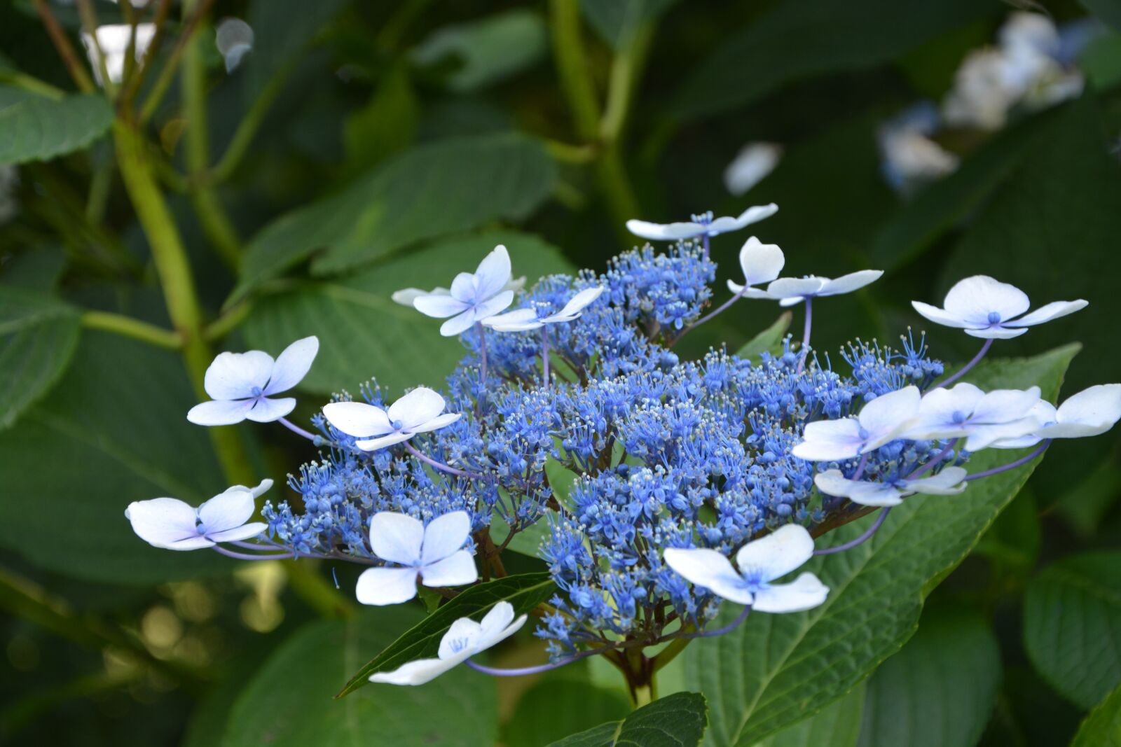 Nikon D5200 sample photo. Blue flowers, garden, massif photography