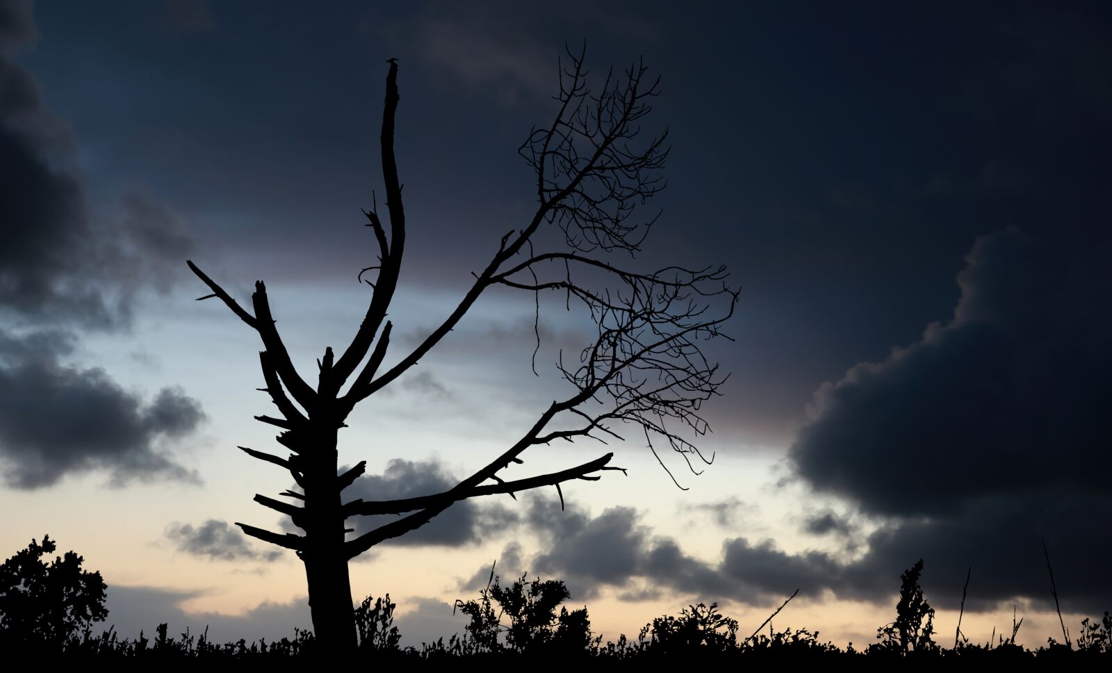 Canon PowerShot G1 X Mark III sample photo. Sunset, nature, tree photography