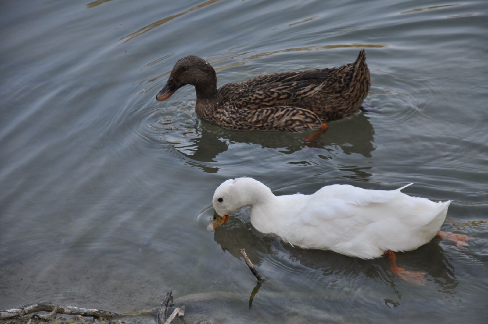 Nikon D90 sample photo. Ducks lake, birds, waterfowl photography