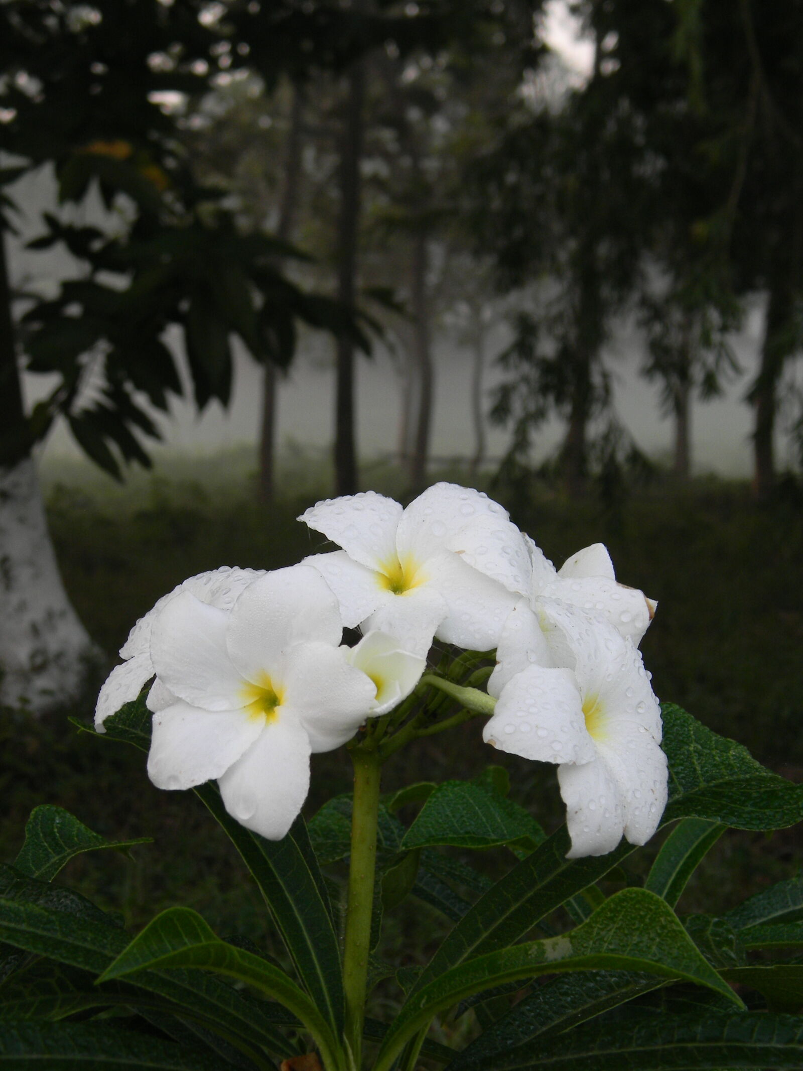 Nikon Coolpix L110 sample photo. Close, up, of, white photography