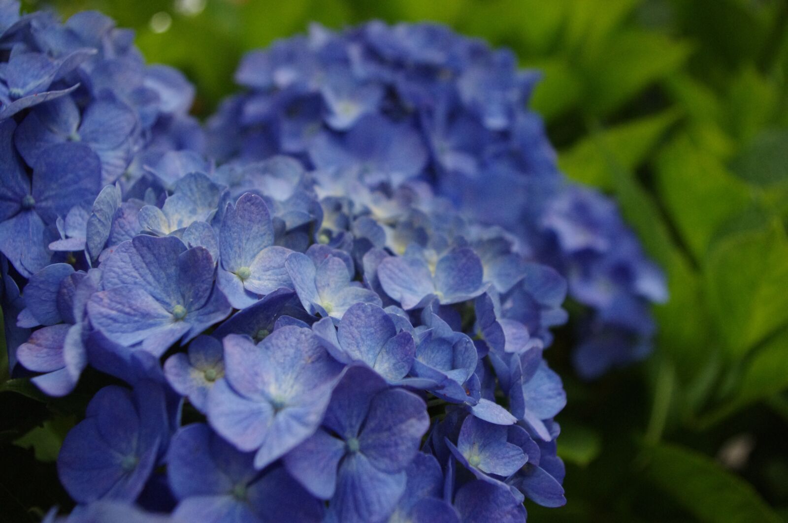 Pentax K-r sample photo. Hydrangea, flower, bloom photography