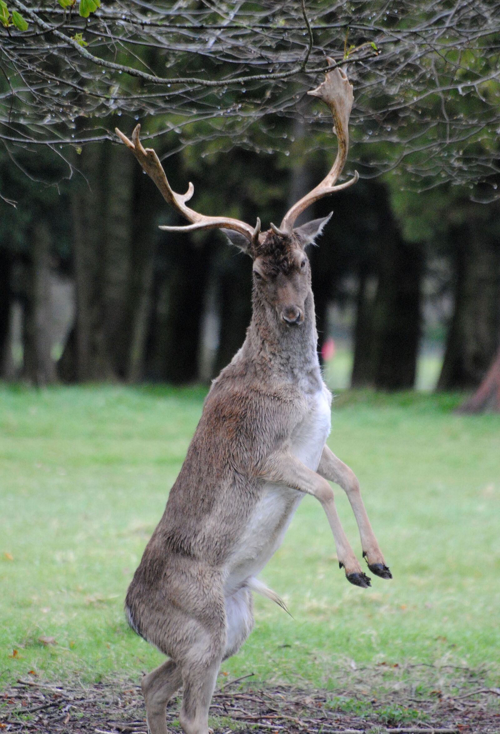 Nikon D3000 sample photo. Deer, feeding, buck photography