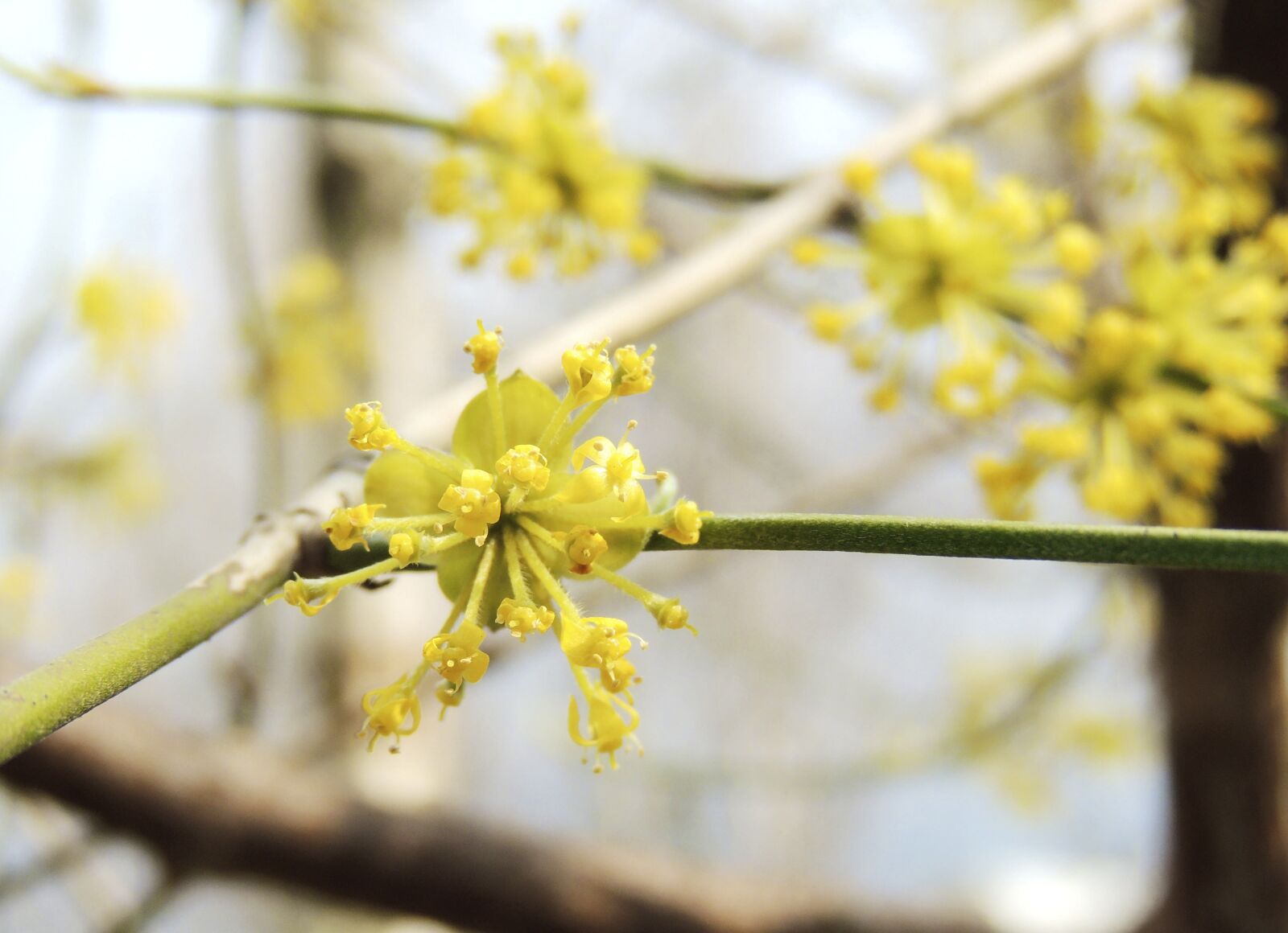Nikon Coolpix P510 sample photo. Blossom, bloom, flower photography