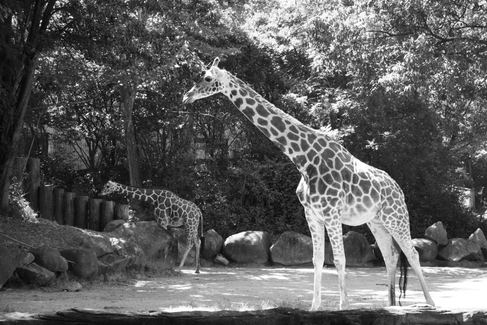 Canon EOS 400D (EOS Digital Rebel XTi / EOS Kiss Digital X) sample photo. Animal, nature, wild photography