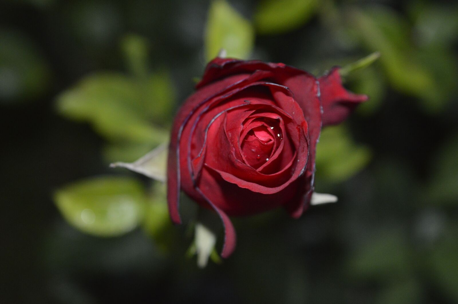 Nikon D3200 sample photo. Rose, nature, peace photography