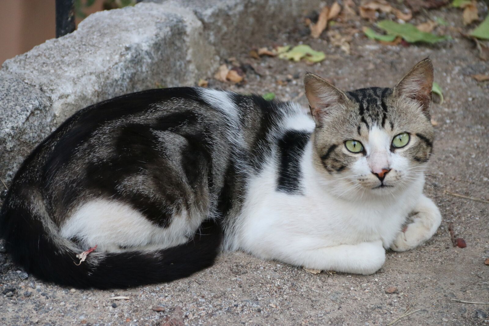 Canon EF-S 18-135mm F3.5-5.6 IS sample photo. Cat, animal, animal portrait photography
