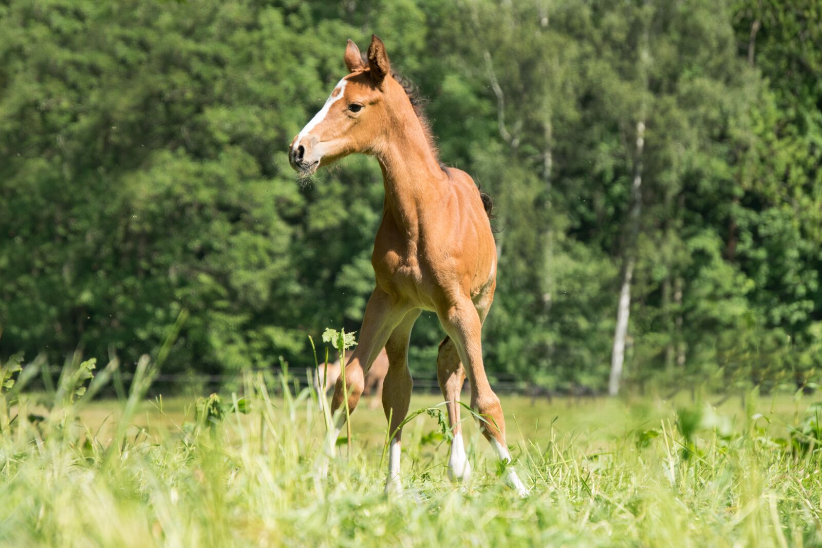Nikon D3300 sample photo. Foal, young, small photography