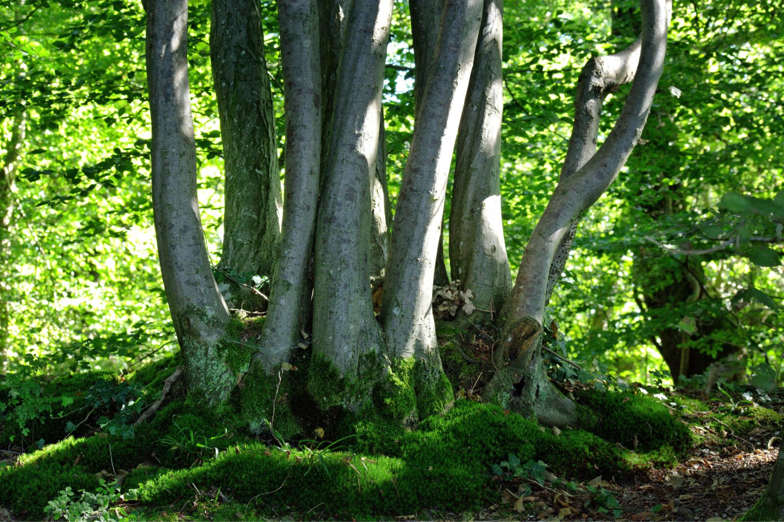 55.0-200.0mm f/4.0-f/5.6 sample photo. Trees, group, green photography