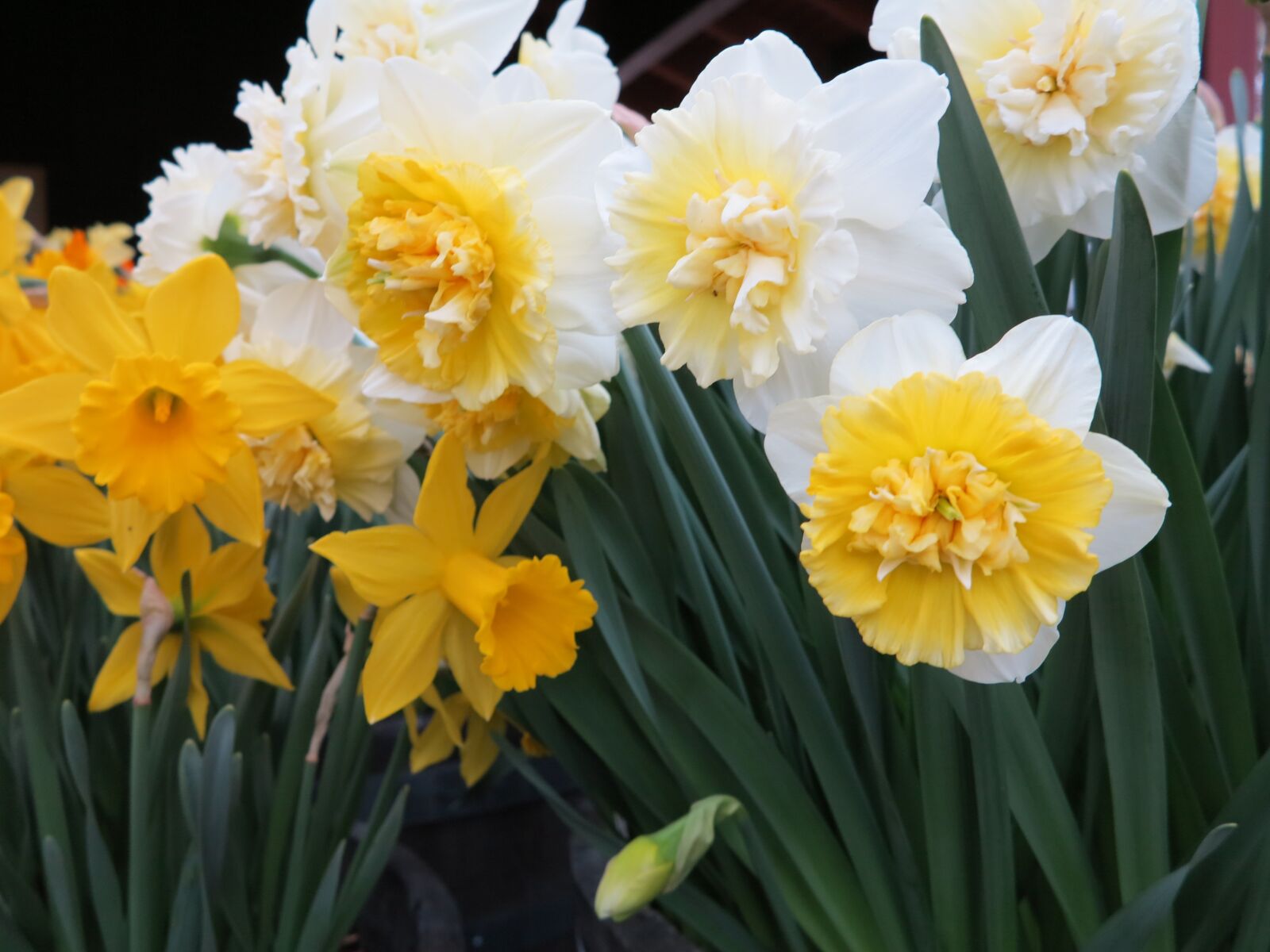Canon PowerShot G1 X sample photo. Spring flowers, daffodils, wine photography