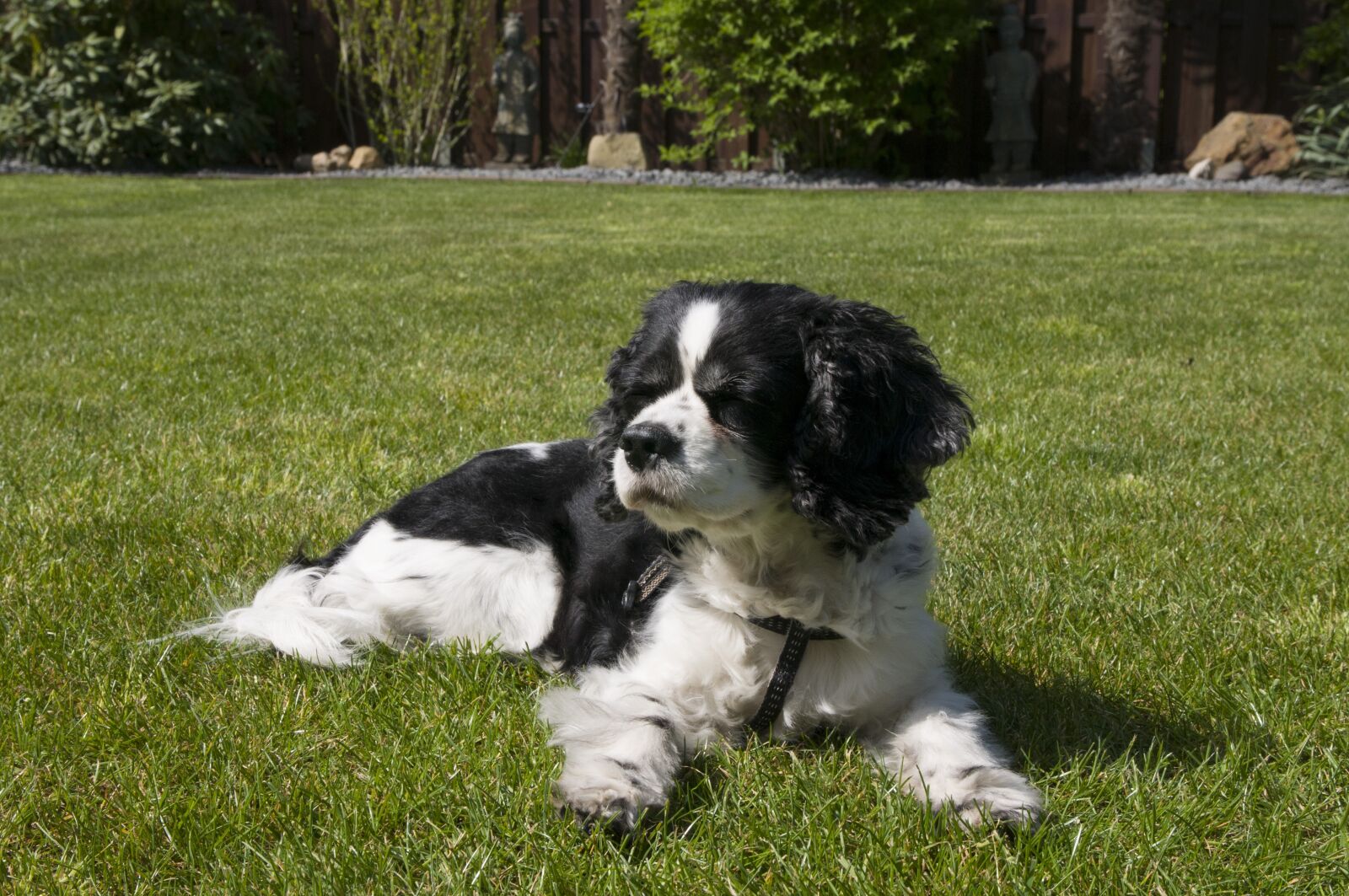 Nikon D300S sample photo. Dog, pet, cavalier king photography