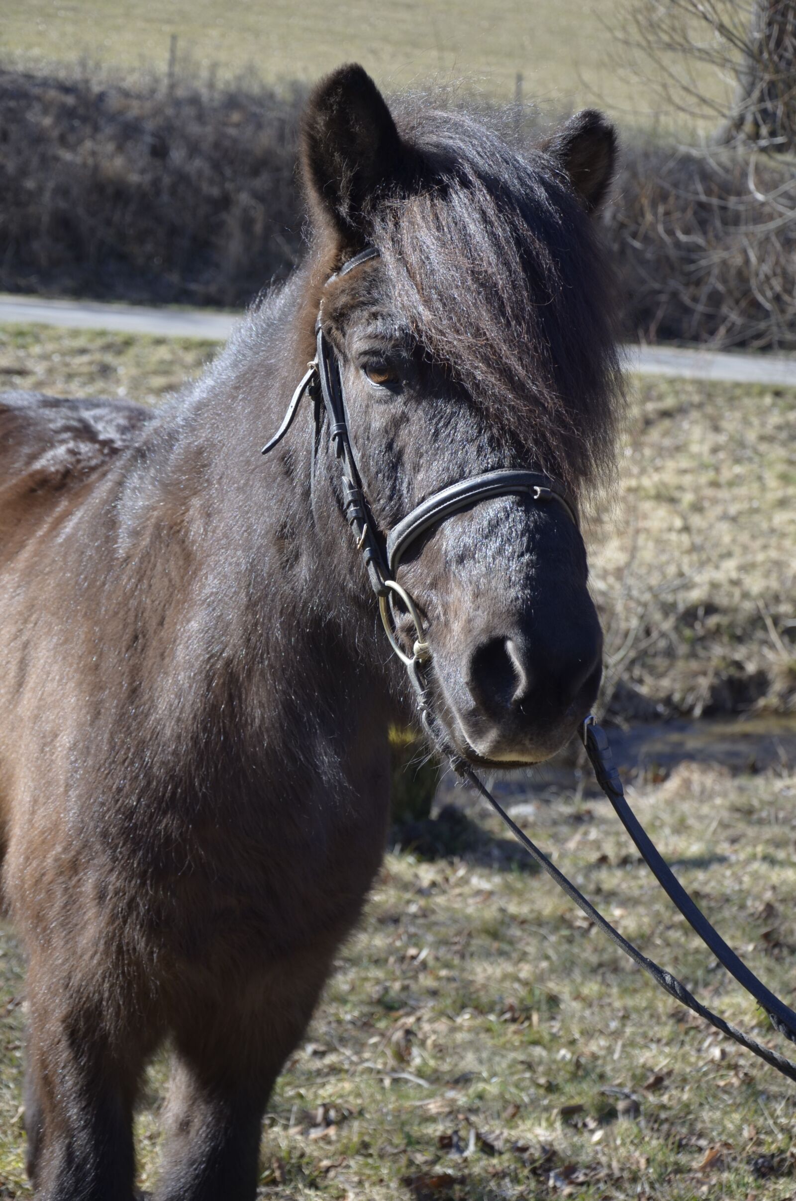 Nikon D5100 sample photo. Pony, icelanders, brown pony photography