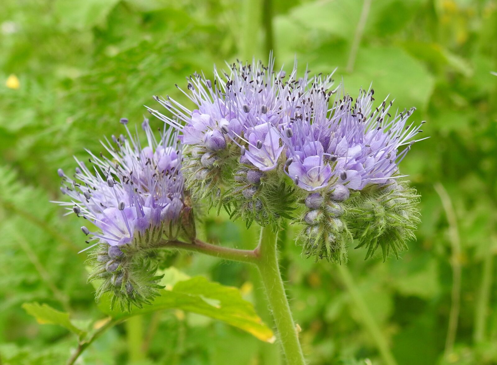 Nikon Coolpix P900 sample photo. Flower, purple, nature photography