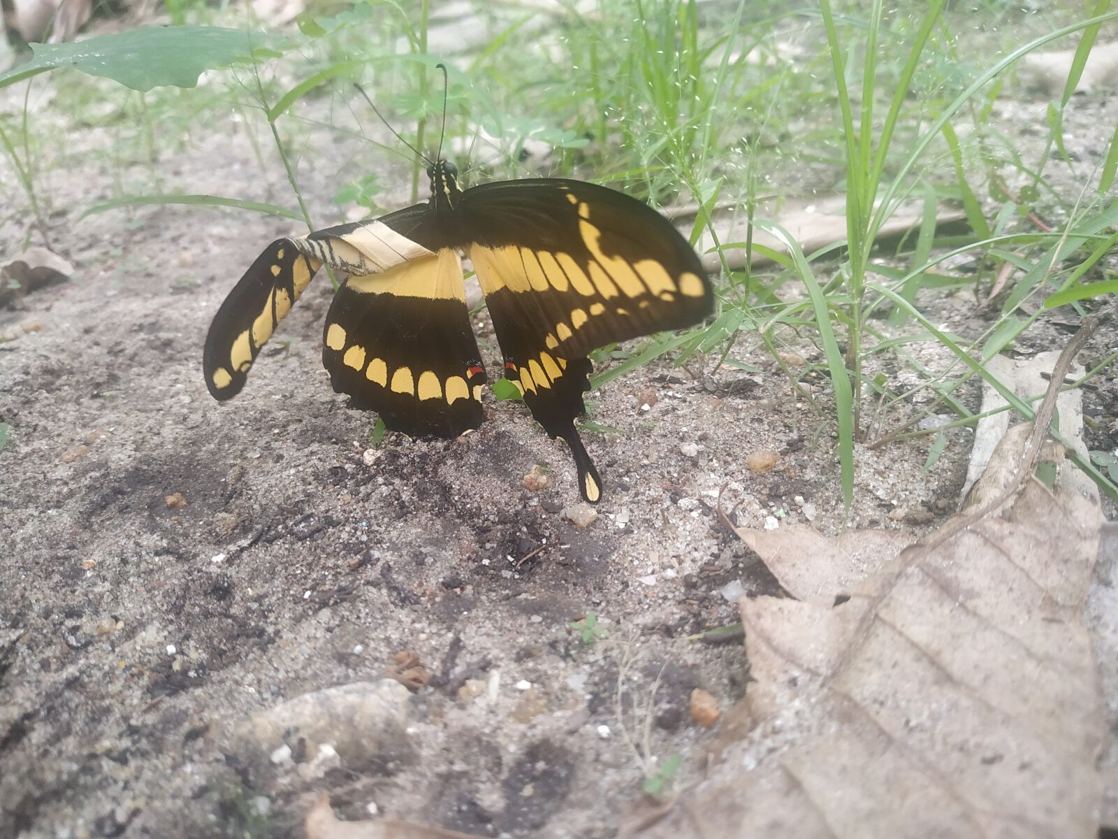 Xiaomi Redmi Note 6 Pro sample photo. Butterfly, insect, nature photography