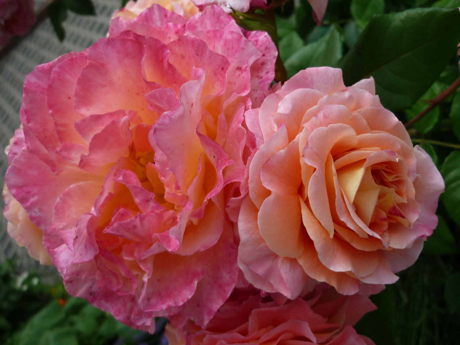 Panasonic Lumix DMC-FS6 sample photo. Rose, magnificent flower, popular photography