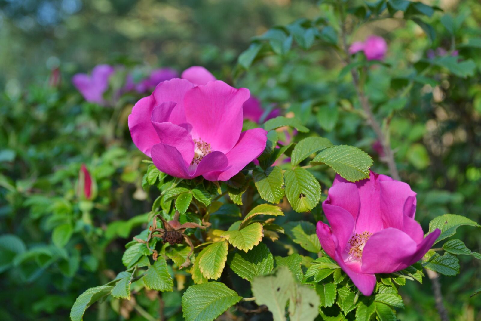 Nikon D3100 sample photo. Flowers, rose hip, nature photography