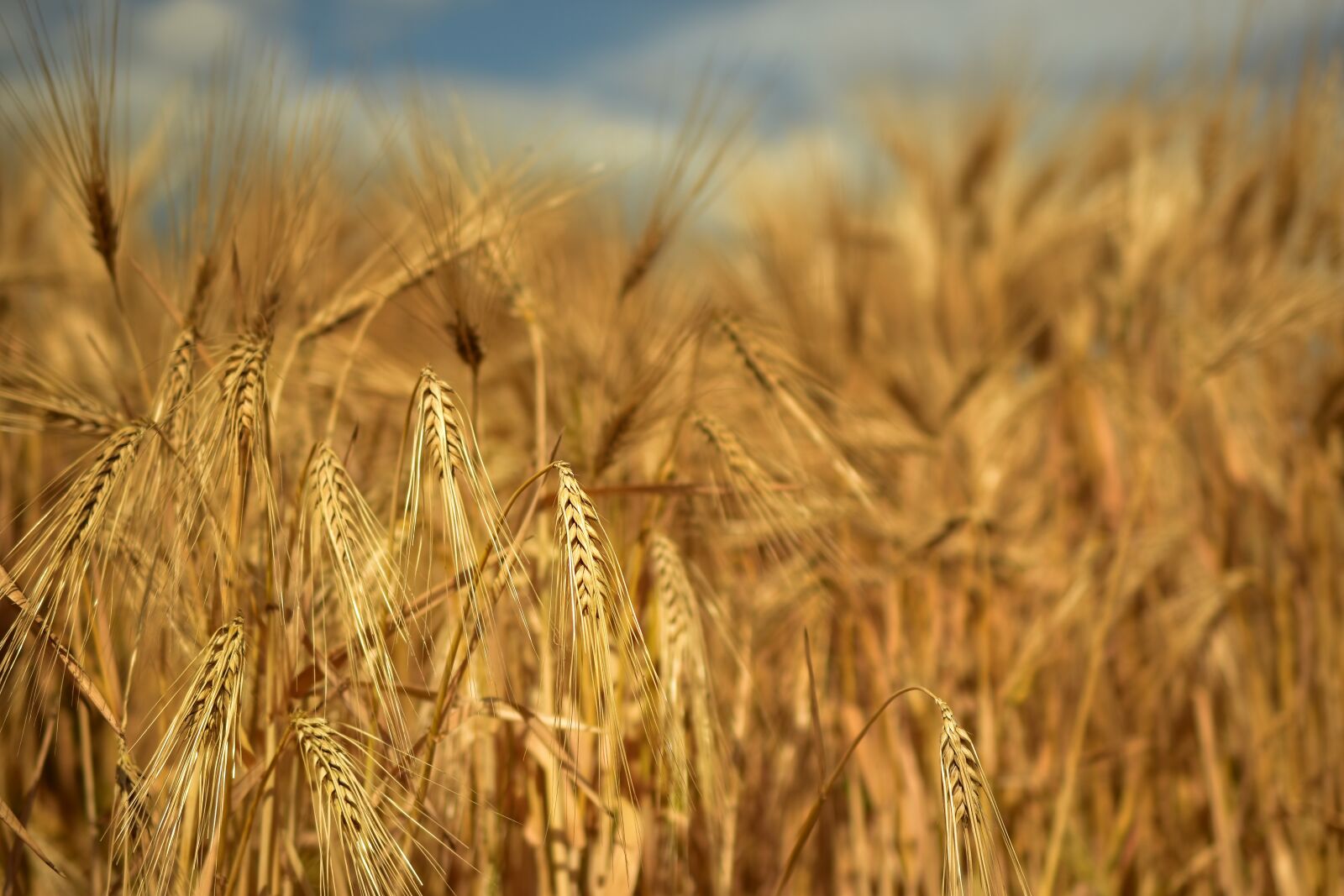 Nikon D5600 sample photo. Barley, cereals, spike photography