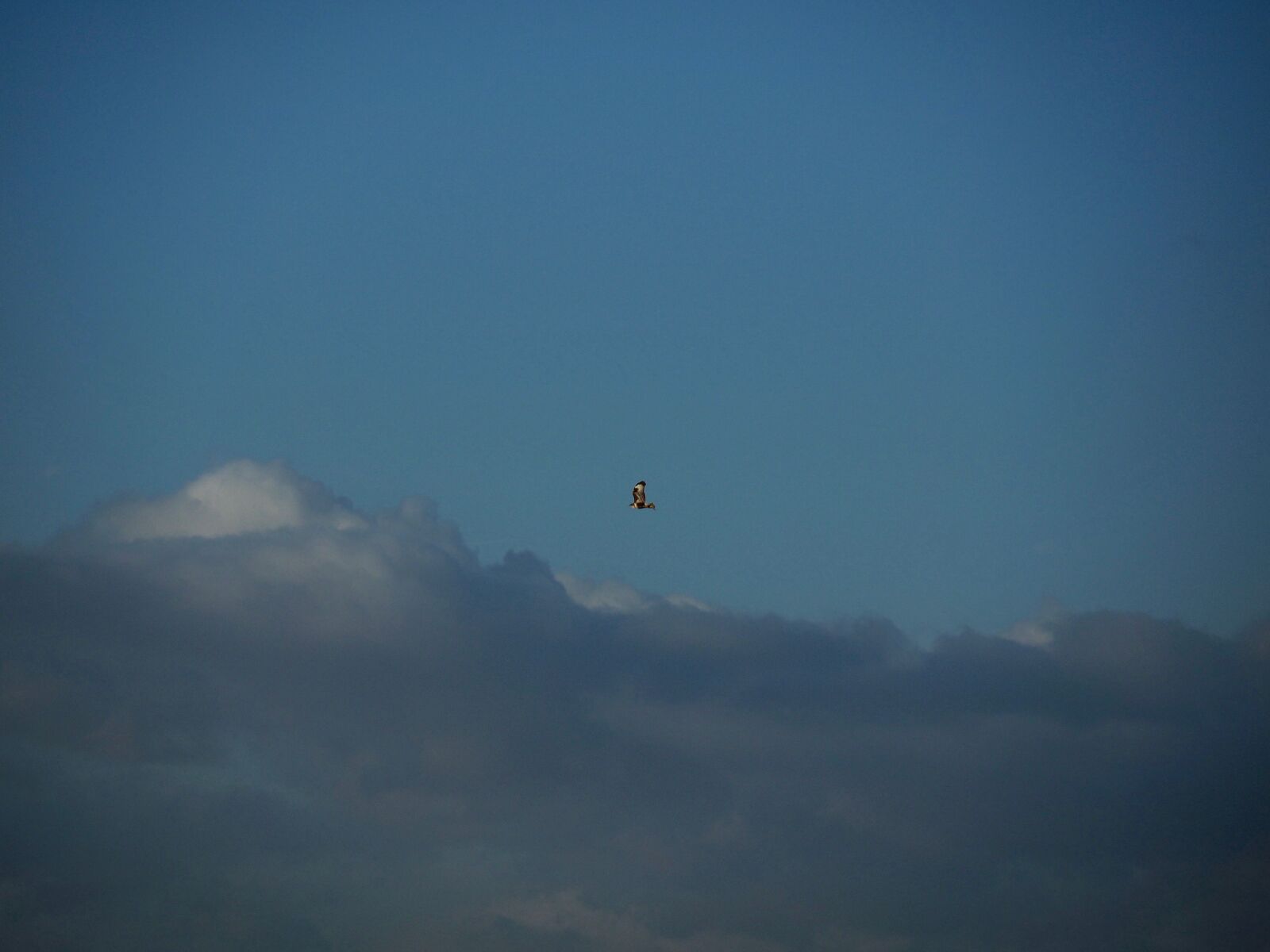 Olympus OM-D E-M1 sample photo