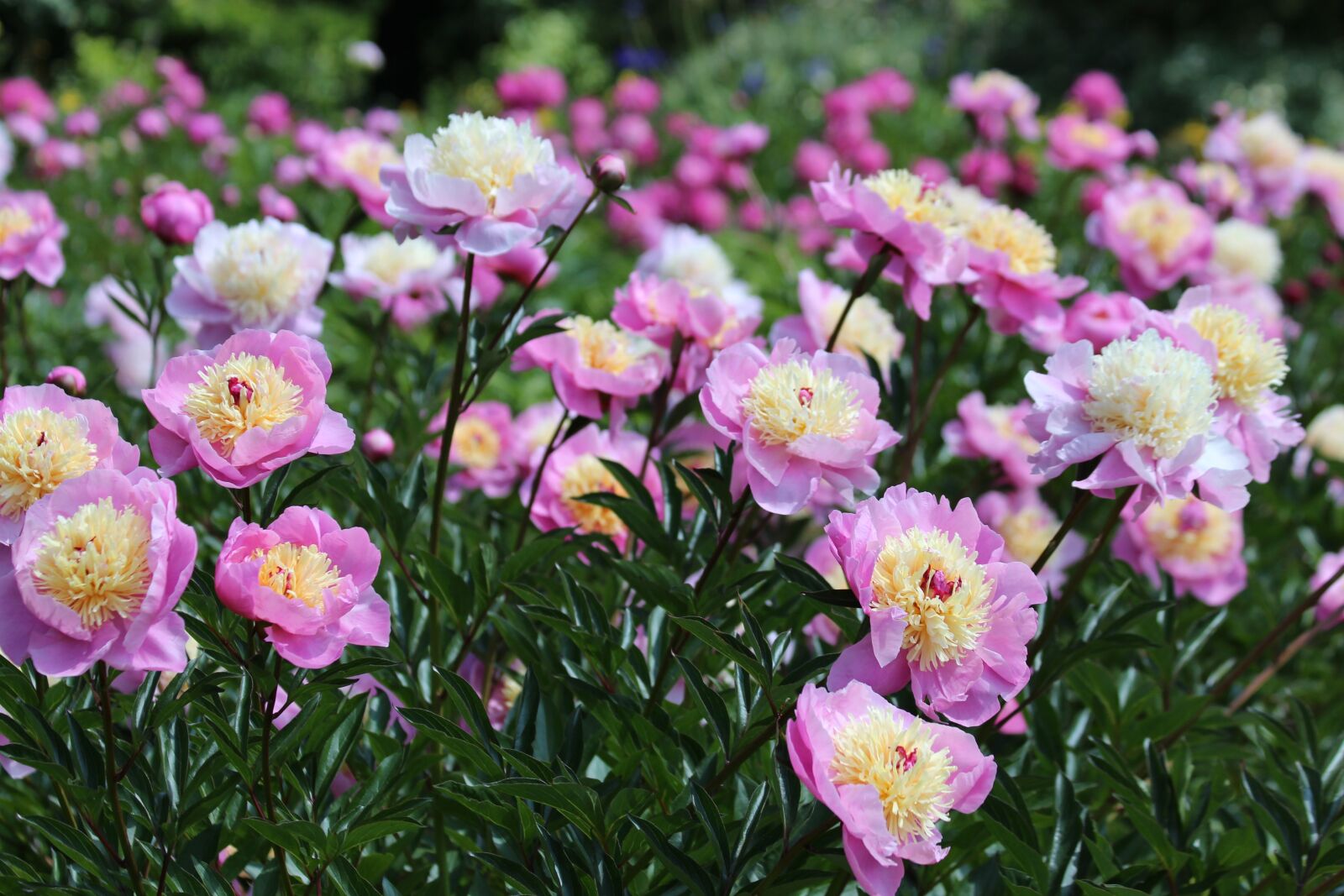 Canon EOS 650D (EOS Rebel T4i / EOS Kiss X6i) sample photo. Peonies, flowers, bloom photography