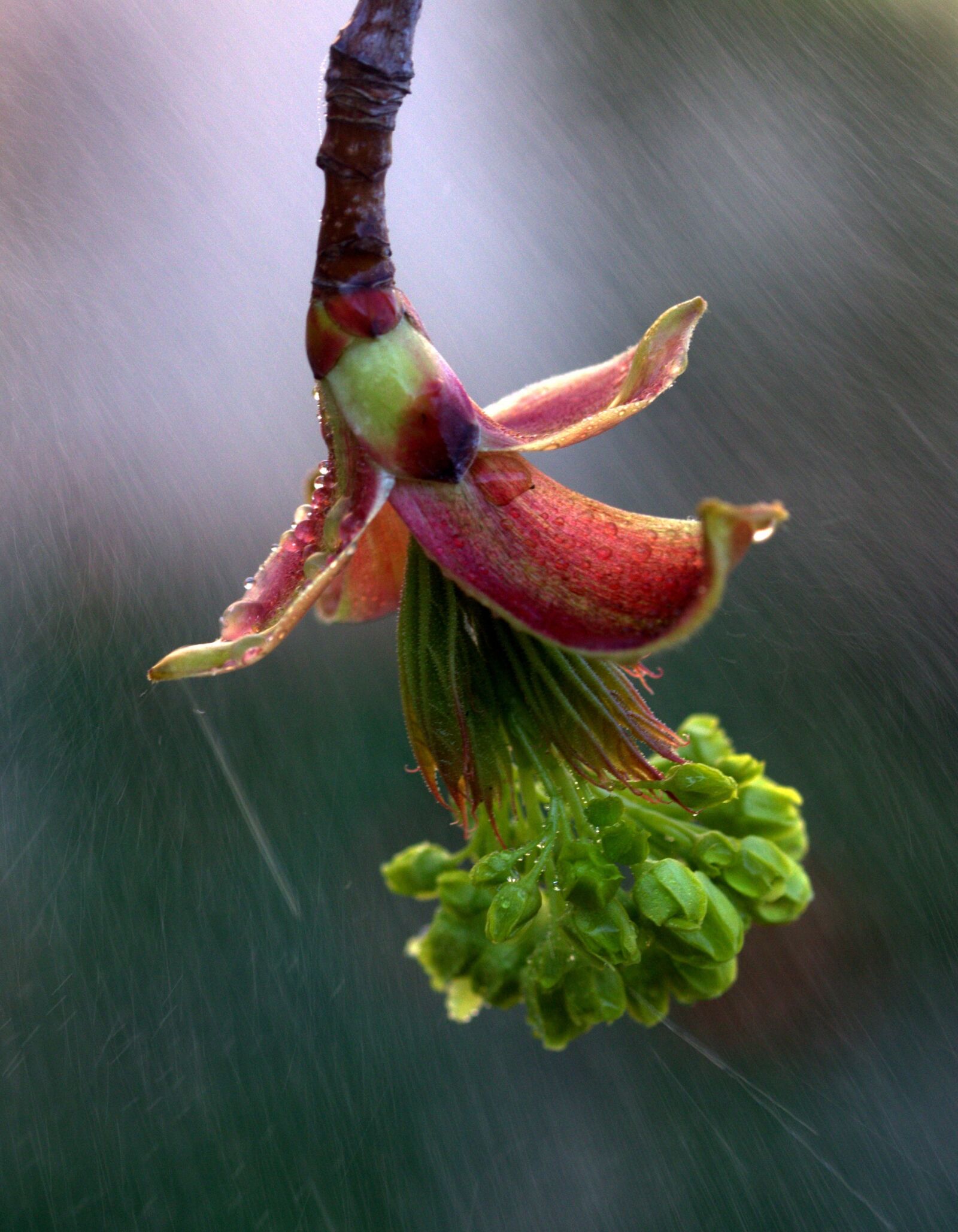 Canon EOS 700D (EOS Rebel T5i / EOS Kiss X7i) sample photo. Flower, green, rain photography