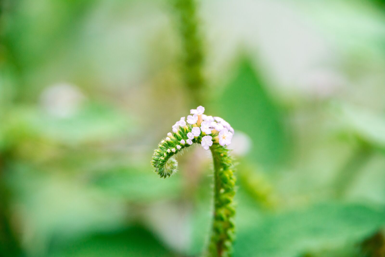 Nikon D5200 sample photo. Flower, closeup, micro photography