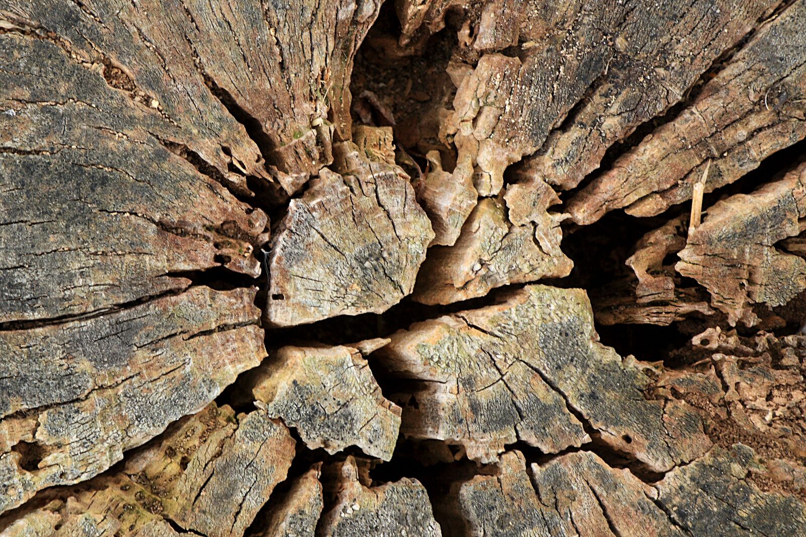 Canon EOS 450D (EOS Rebel XSi / EOS Kiss X2) sample photo. Tree, tree stump, nature photography
