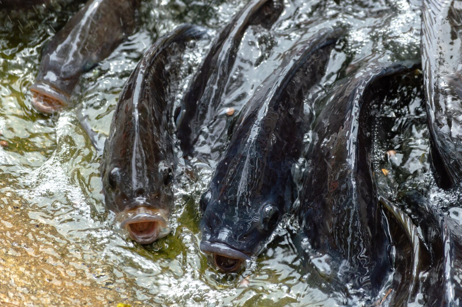 Nikon D3200 sample photo. Tilapia, fish, water photography