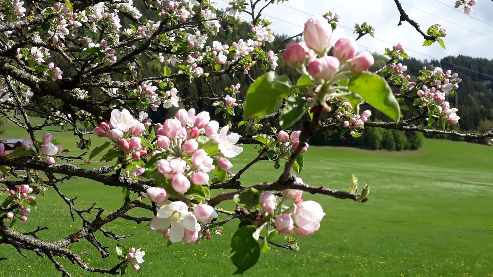 Samsung Galaxy J7 sample photo. Apple tree, bloom, spring photography