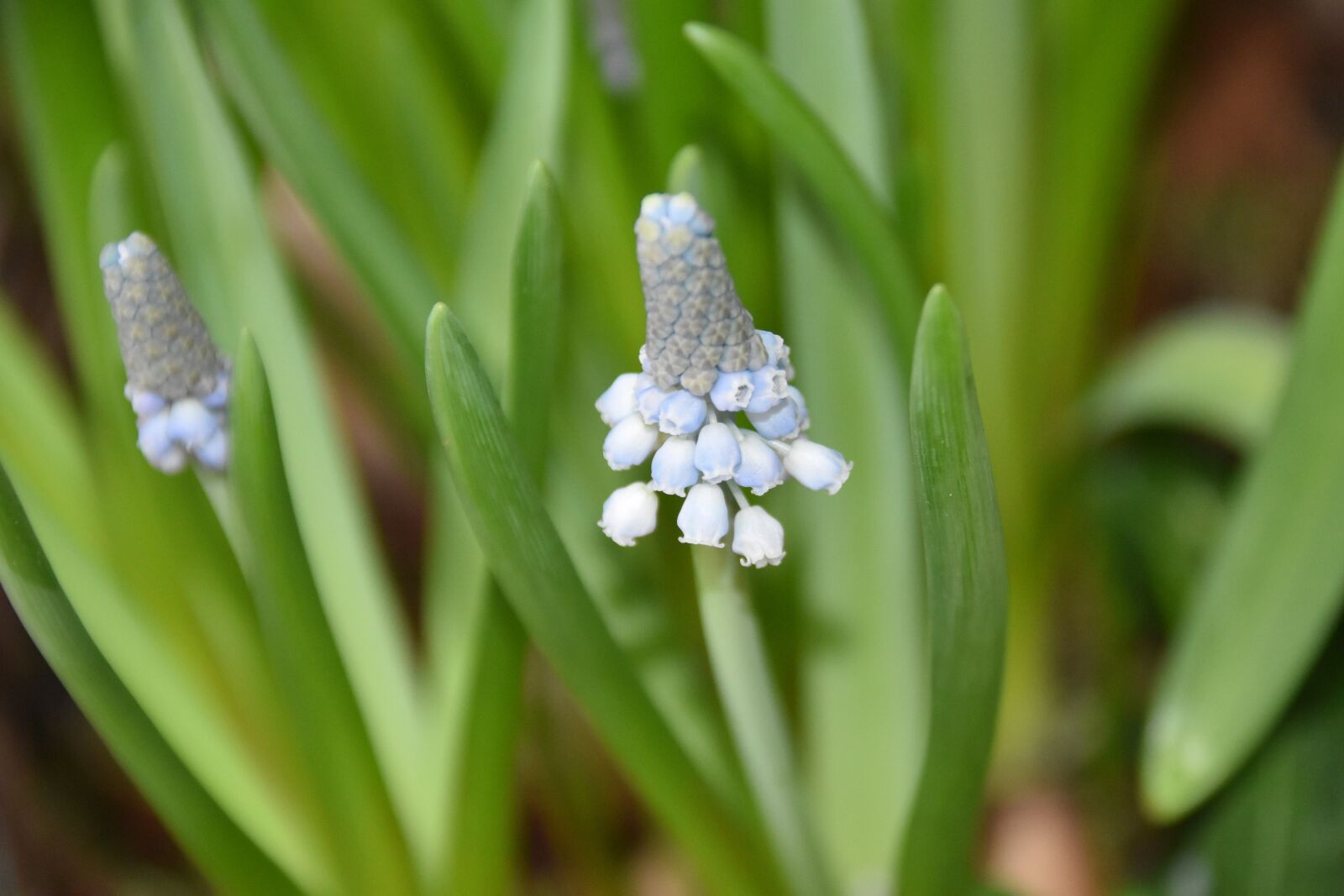Nikon D5600 sample photo. Flower, flower blooming, garden photography