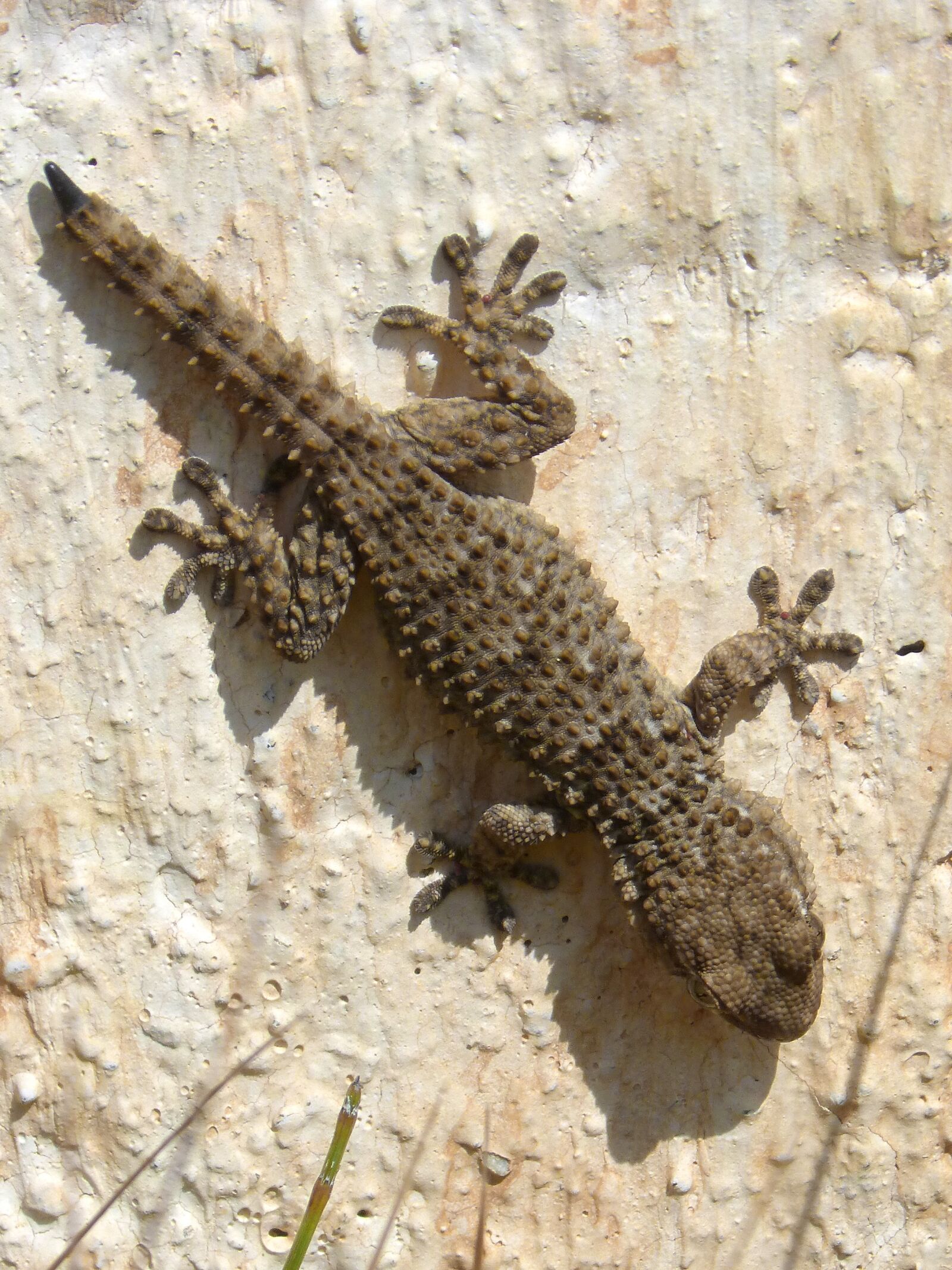 Panasonic DMC-FZ62 sample photo. Gecko, dragon, reptile photography