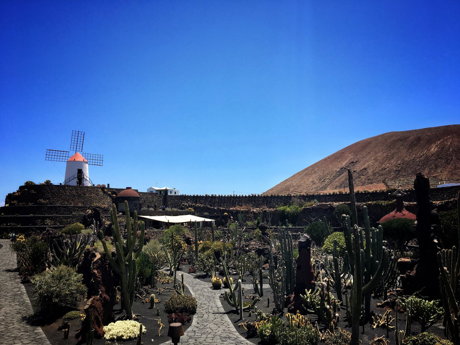 Apple iPhone 6s sample photo. Cacti, cactus, europe, lanzarote photography
