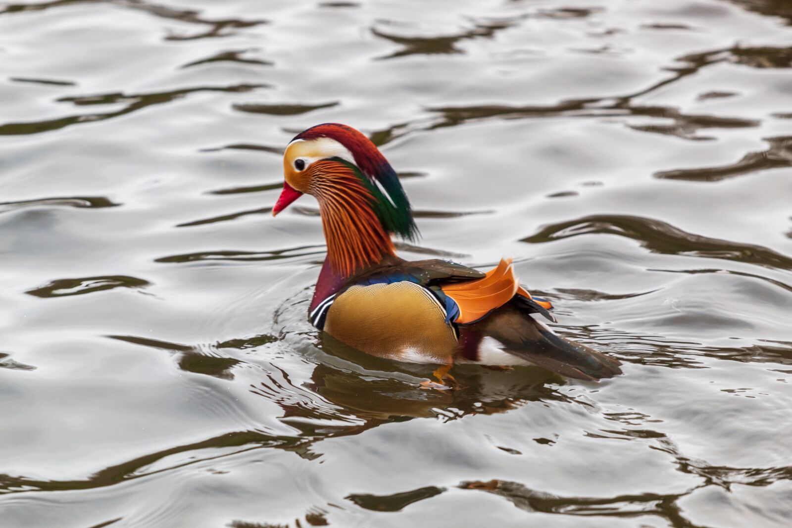 Canon EF 70-200mm F4L USM sample photo. Duck, mandarin, colourful photography