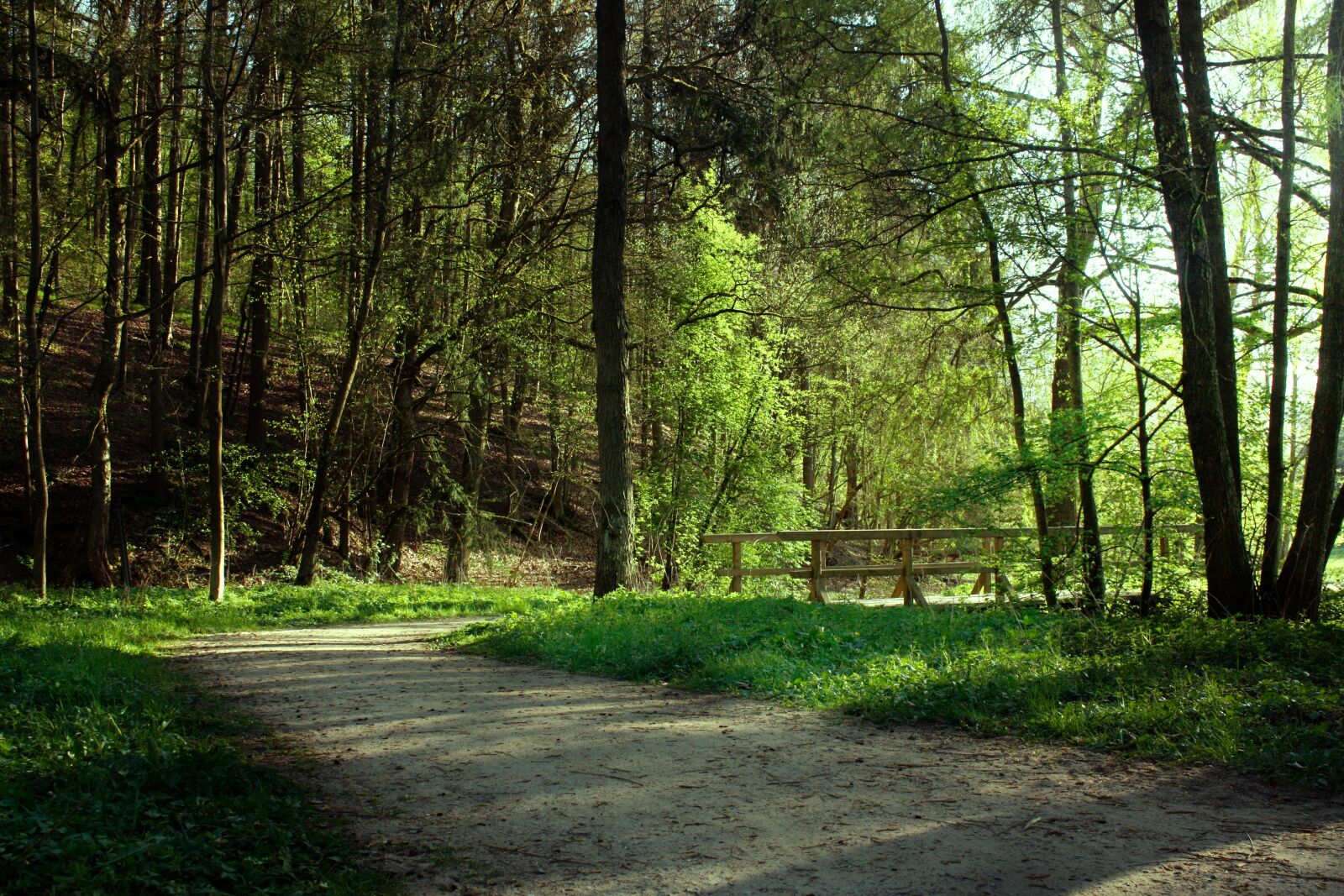 Canon EOS 450D (EOS Rebel XSi / EOS Kiss X2) sample photo. Forest, bridge, trees photography