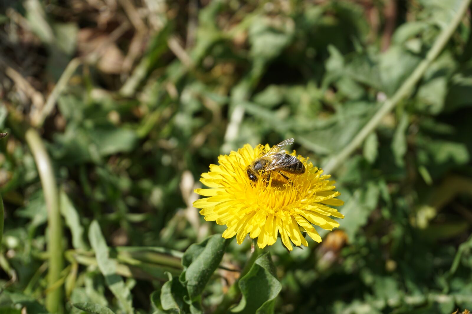 Sony a6000 sample photo. Bee, dandelion, pollination photography