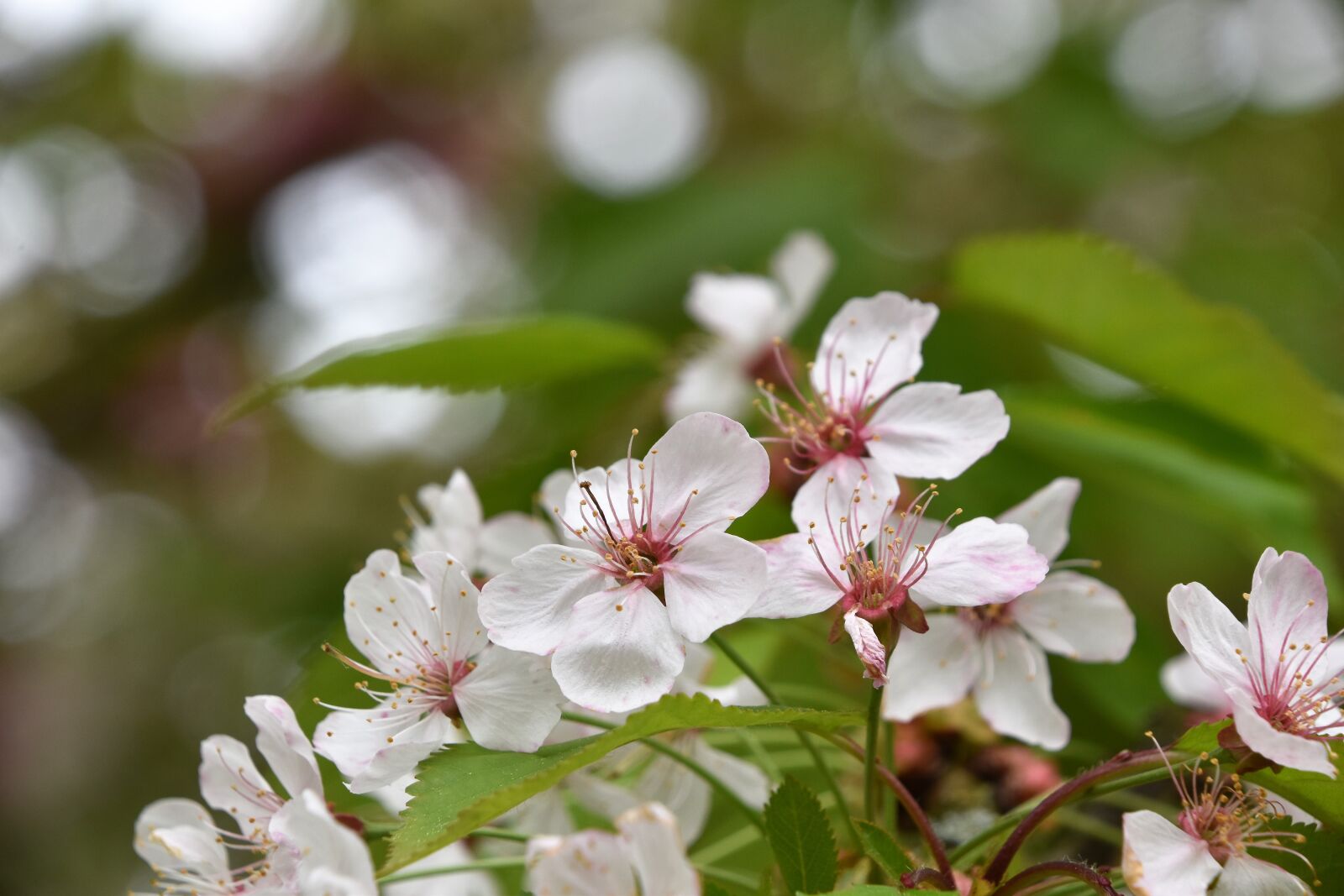 Nikon D5600 sample photo. Flower, nature, plant photography