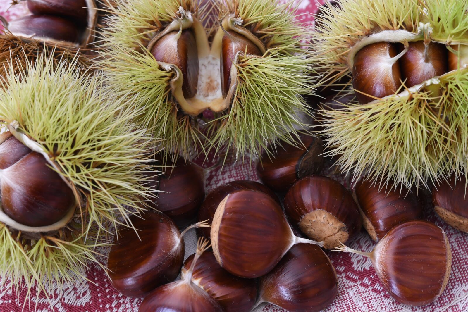 Nikon D7500 sample photo. Chestnuts, fruit, autumn photography