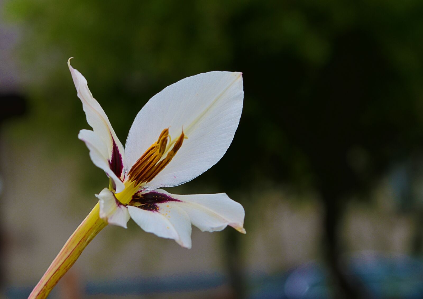 Nikon D5100 sample photo. Nature, flower, white photography