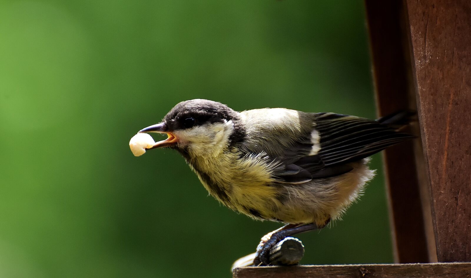 Nikon D7200 sample photo. Tit, food, peanuts photography