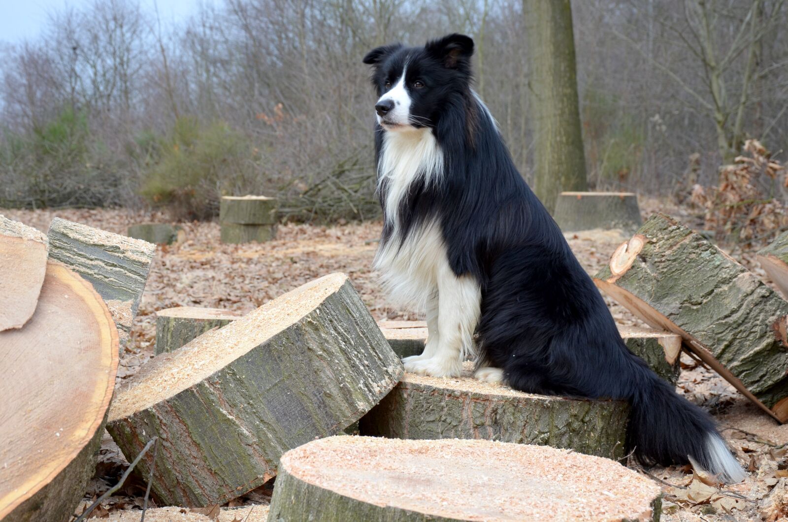 Nikon D5100 sample photo. Dog, collie, border collie photography