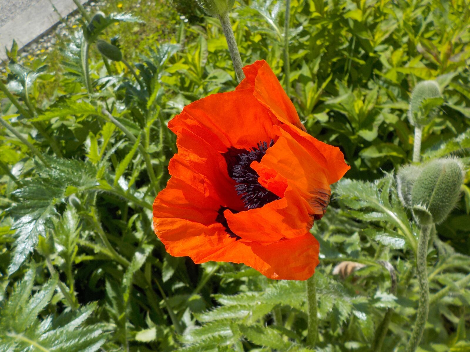 Nikon Coolpix S32 sample photo. Red poppy, flower, meadow photography