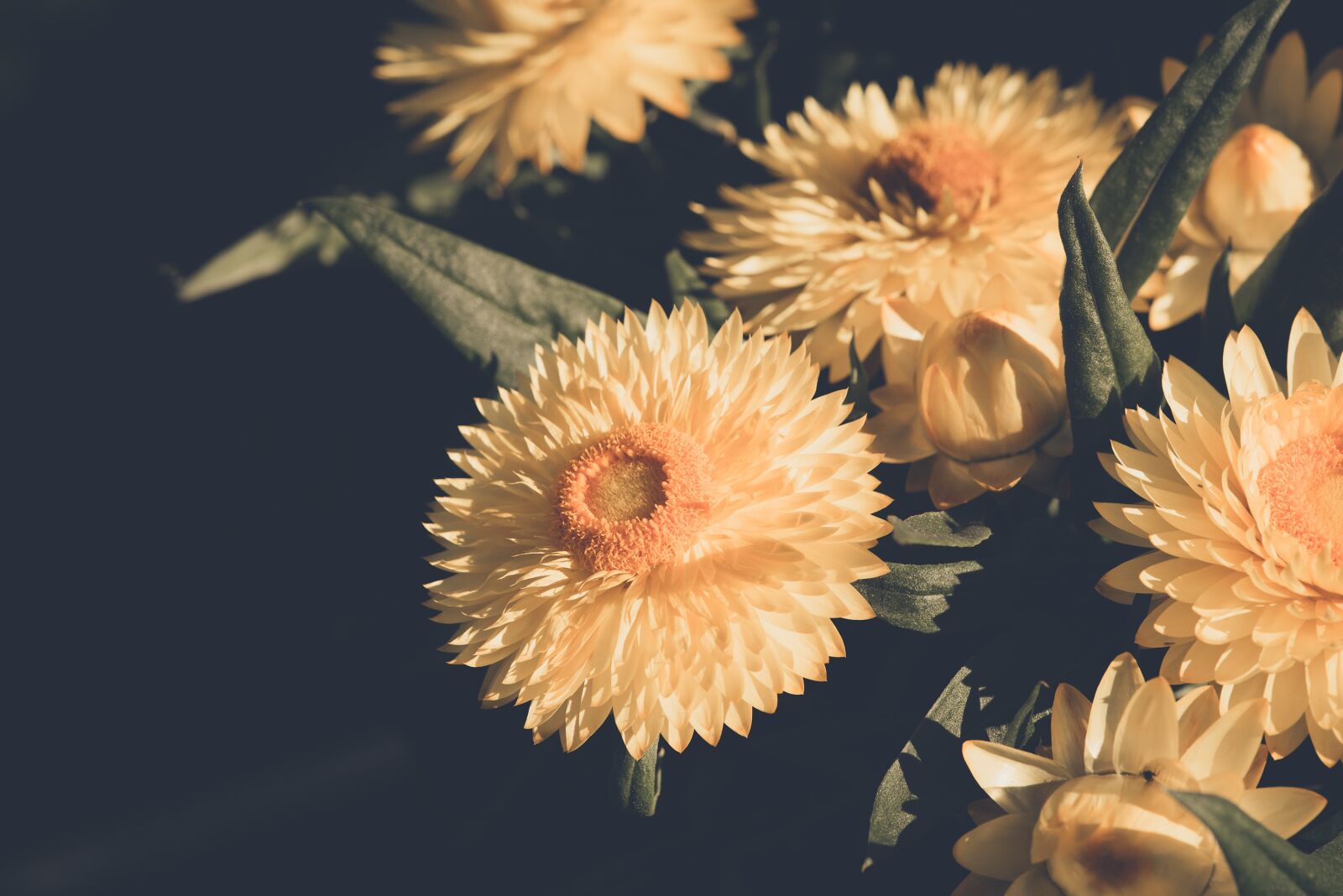 Nikon D750 sample photo. Straw flowers, yellow, orange photography