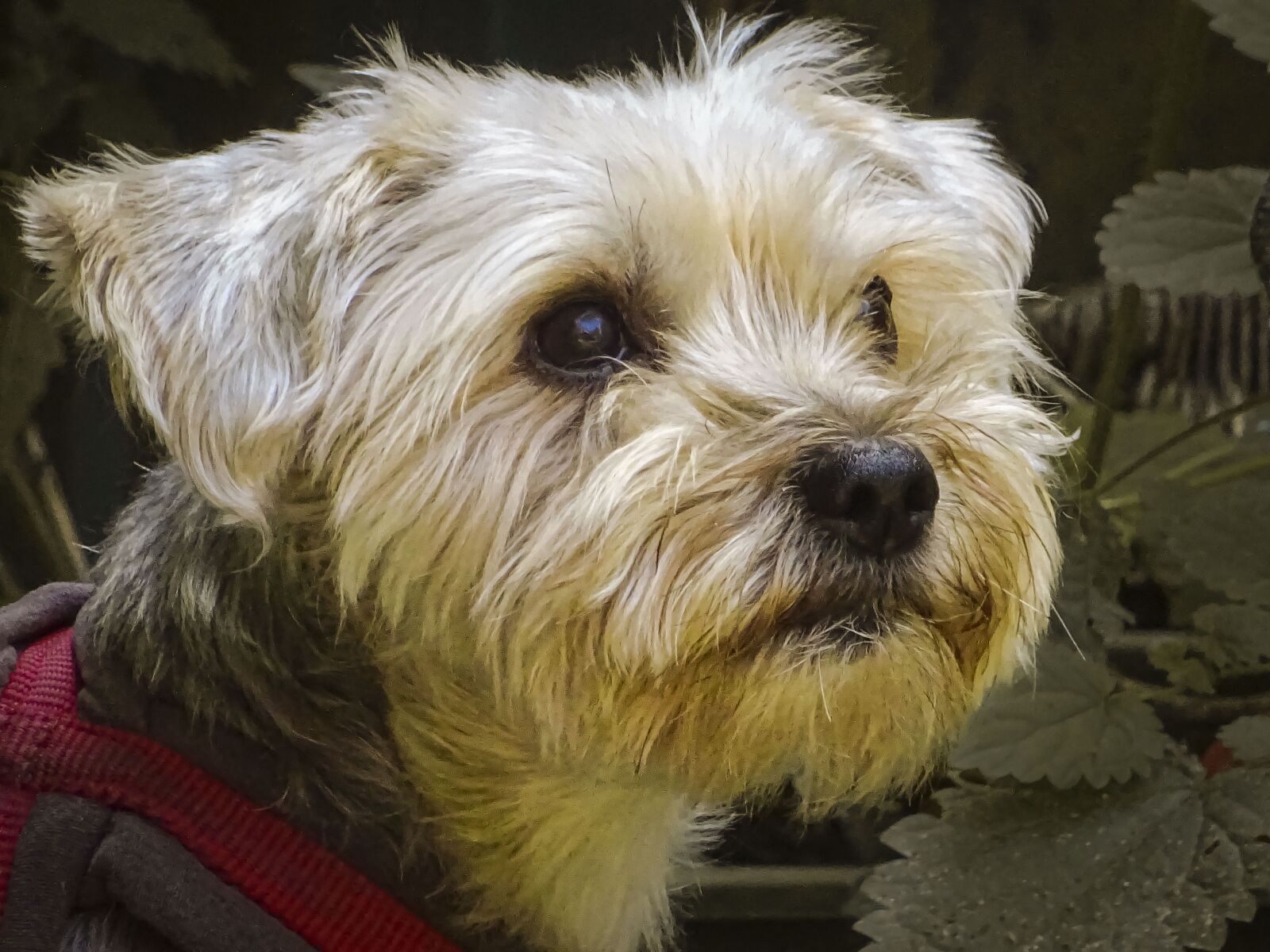 Sony DSC-HX60 sample photo. Dog, pet, portrait photography