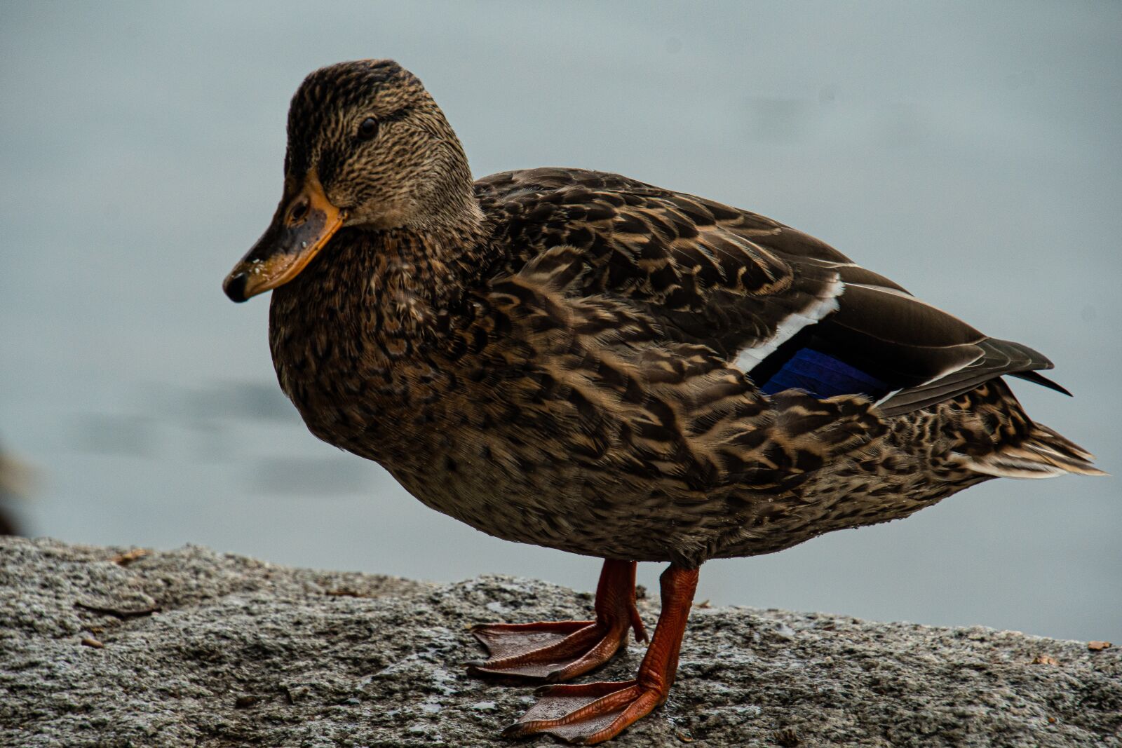 Nikon D7500 sample photo. Bird, wild duck, attentive photography