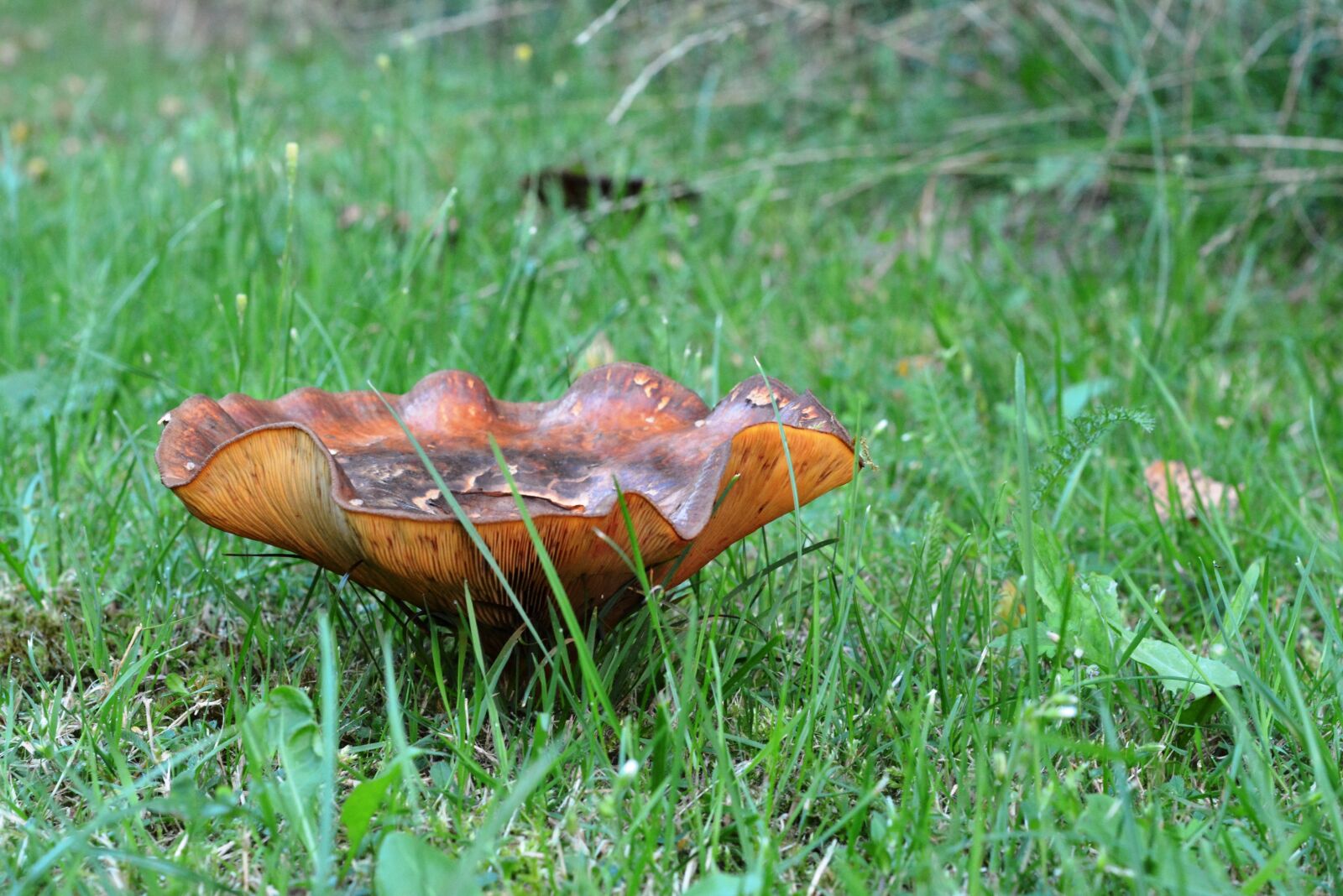 Nikon D5200 sample photo. Mushroom, grass, mushroom in photography