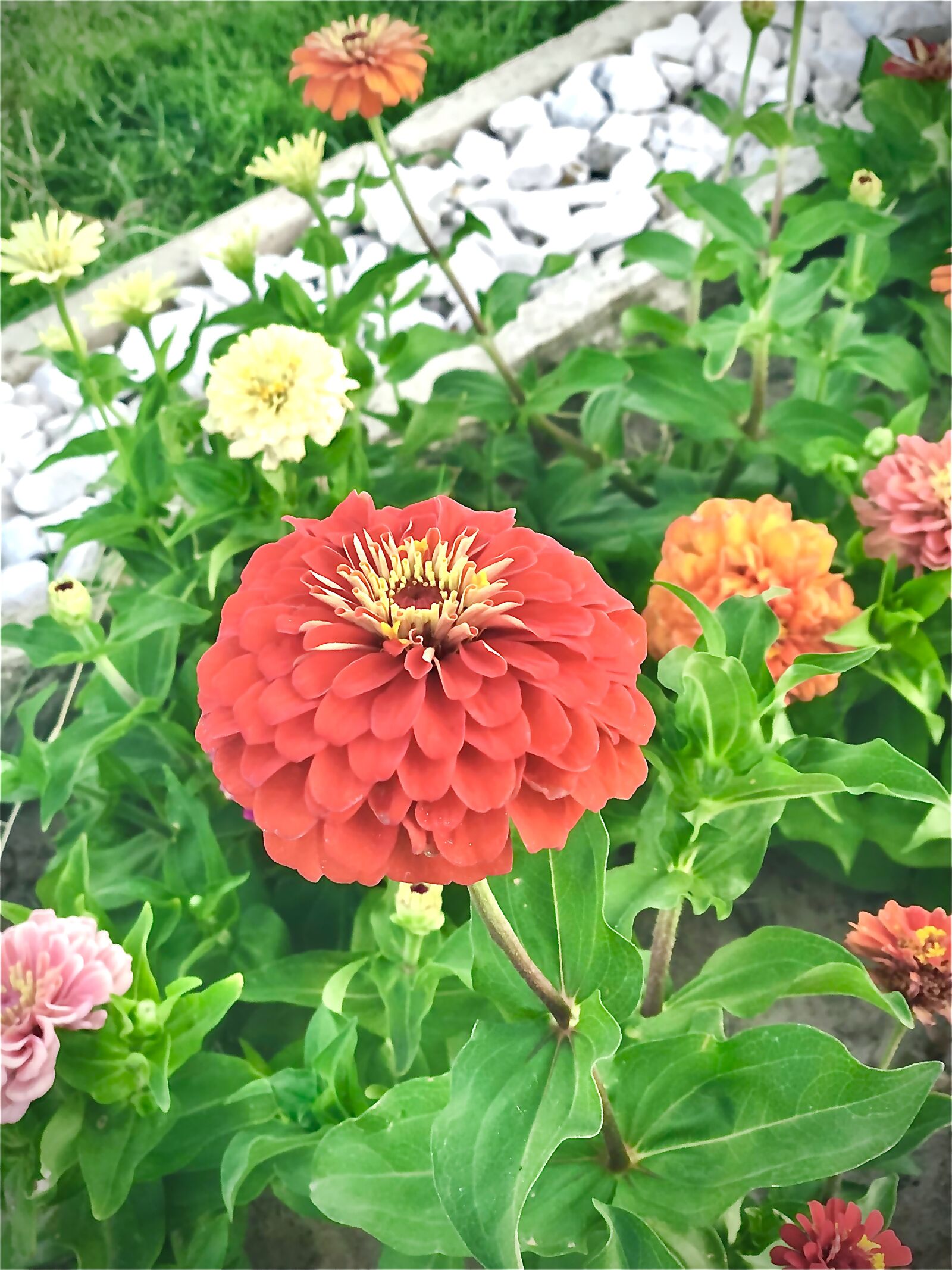 iPhone X back dual camera 6mm f/2.4 sample photo. Orange, flower, nature photography